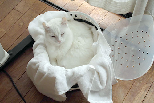 白いタオルに白い猫
